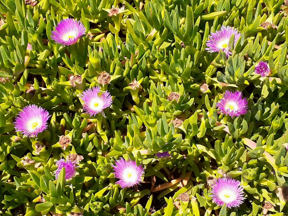 Ice plant by the parking lot. 