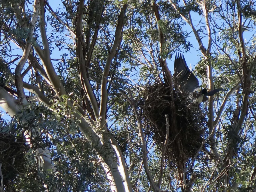A bird reaches its nest, high up in the trees. 