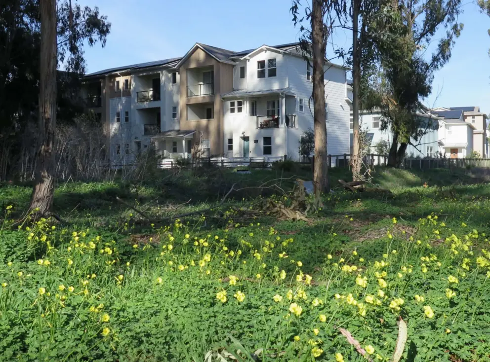 Yellow flowers, and townhouses looking out on the forest. 