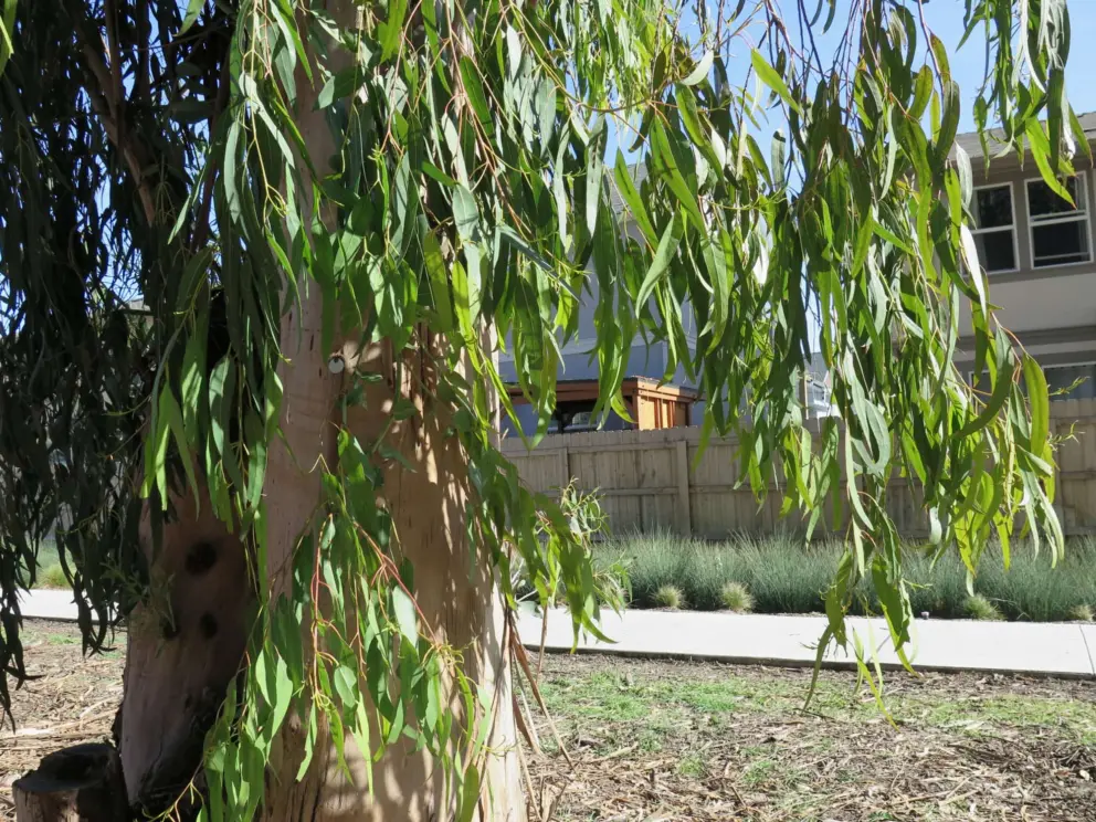 Leaves of a eucalyptus tree alongside the path on the south side of the creek. 