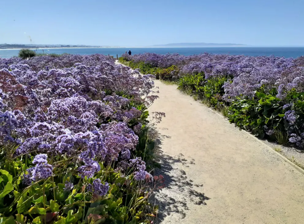 Purple flowers and the blue sea, on May 1. 