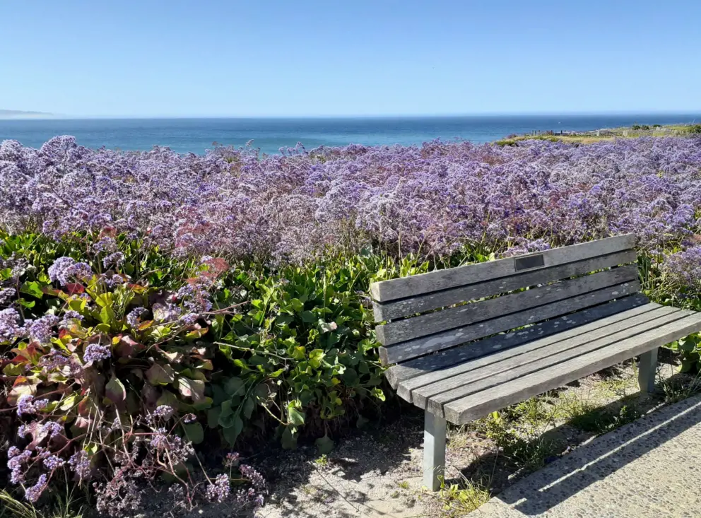 Bench surrounded by purple flowers, with the sea behind. 