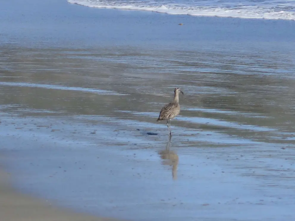 A bird on the shore. 