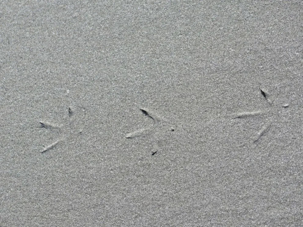 Bird prints in the sand!