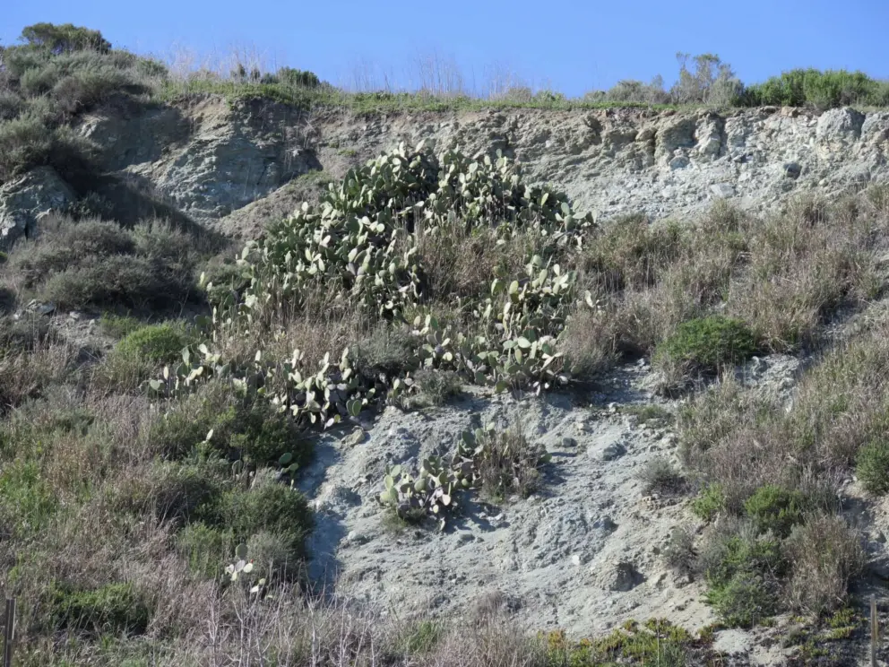 Cactus on the hillside. 