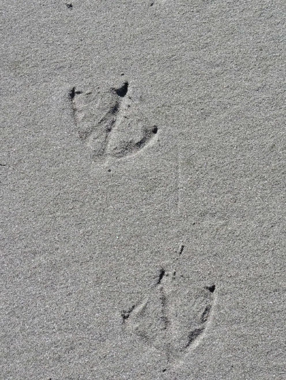 Different bird prints!