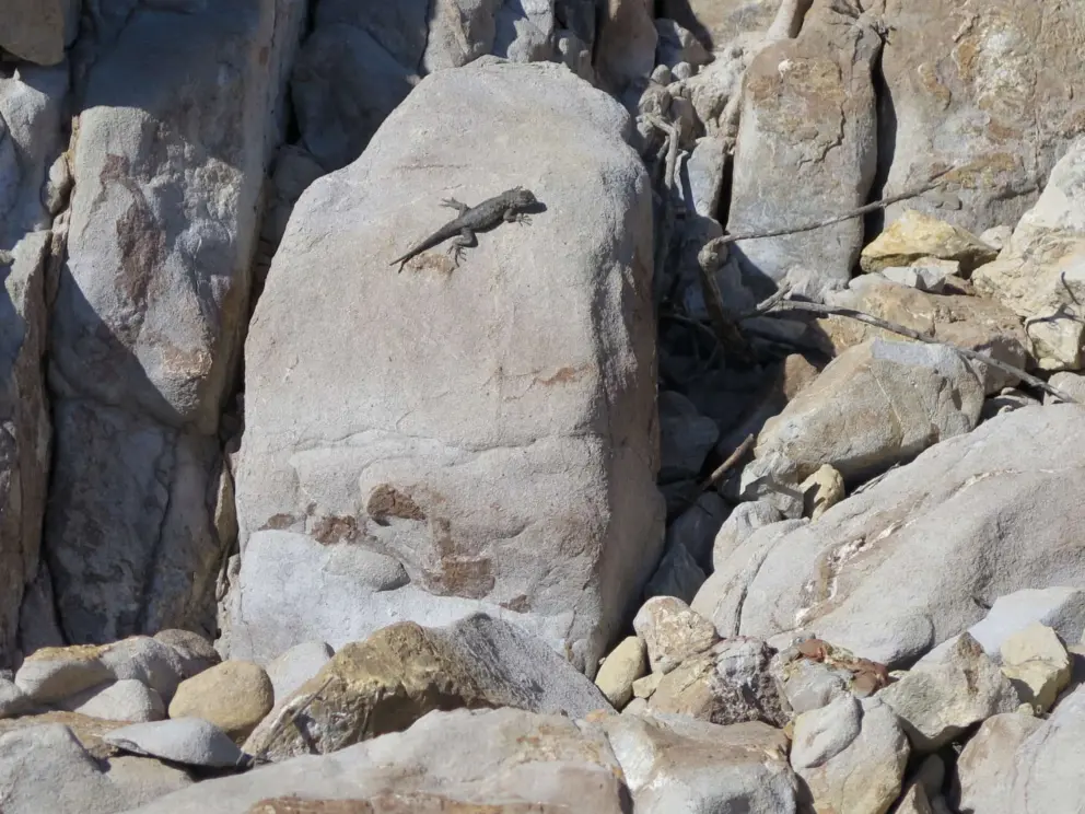 A lizard on a boulder. 