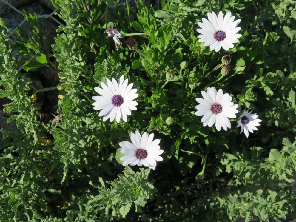 White and purple daisies on the path down to the beach.