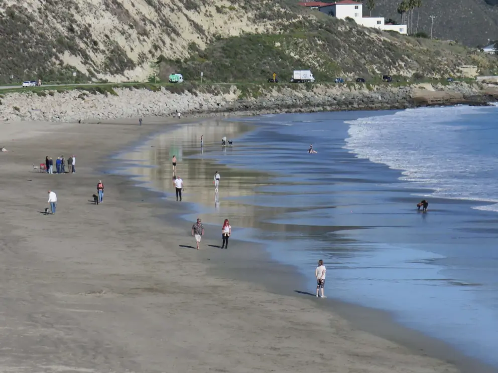 Dog owners at the shore. 