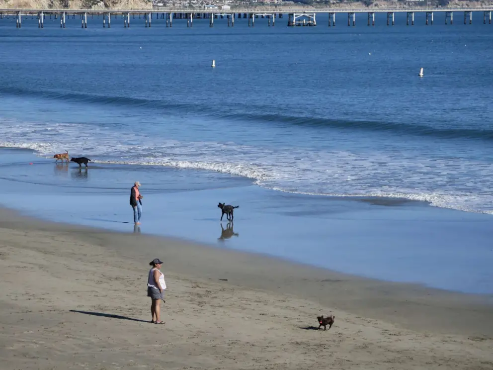 Dog owners taking their dog for a fun day.