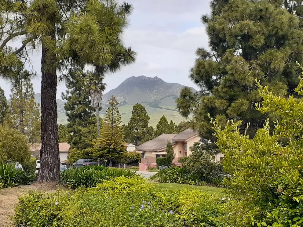Fir trees and views of the morros. 
