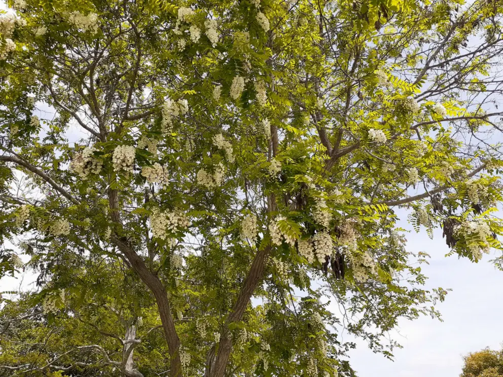 Flowering tree in April. 