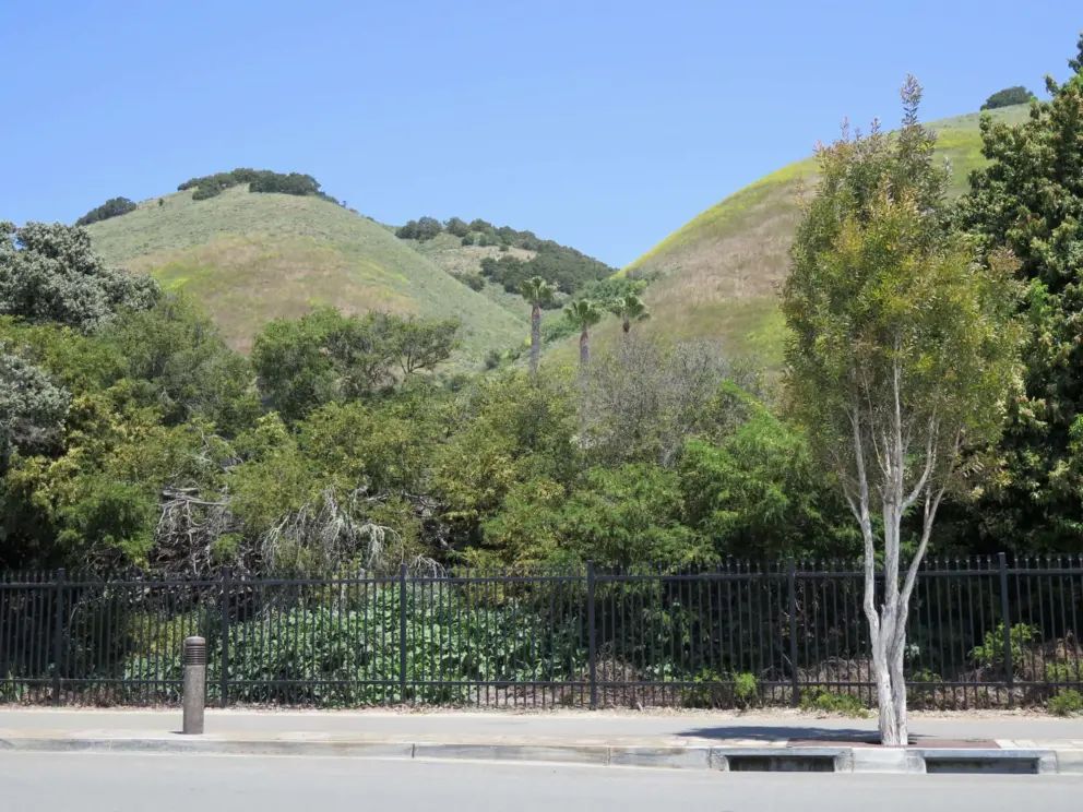 The lovely hills!