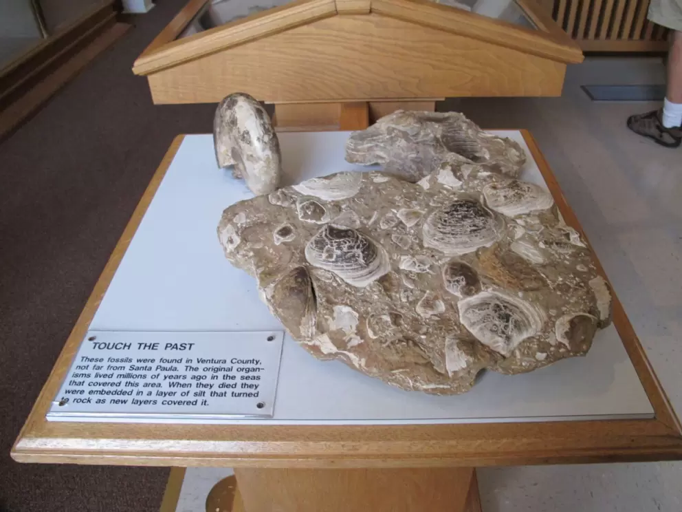 Fossils.