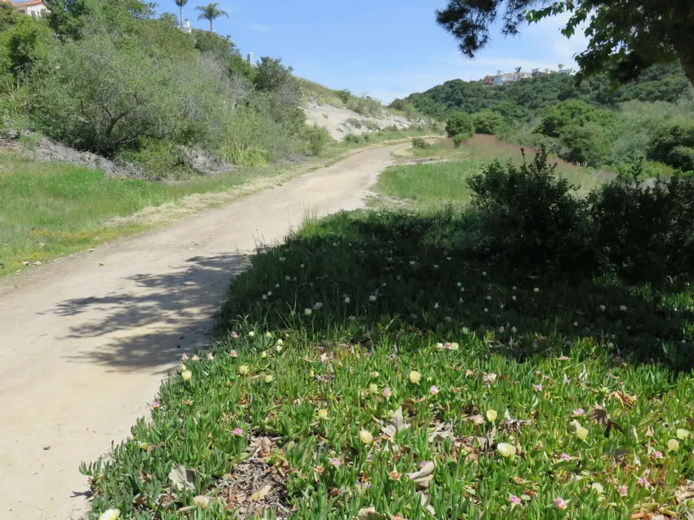 Ice plant at the trailhead, in April.