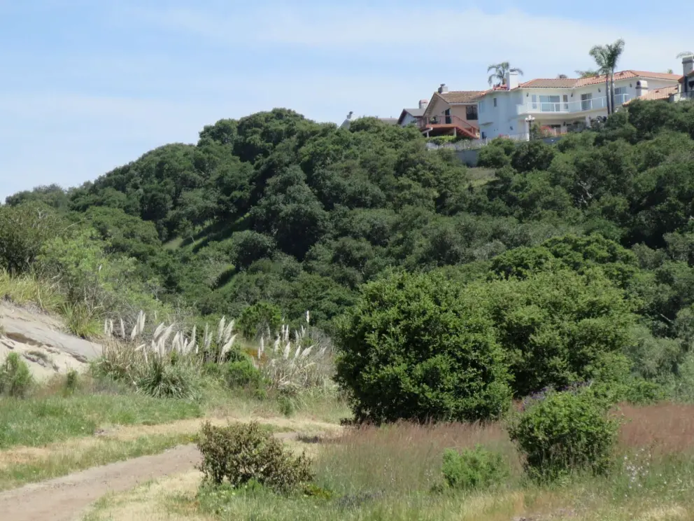 Pampas grass and houses above the trail.