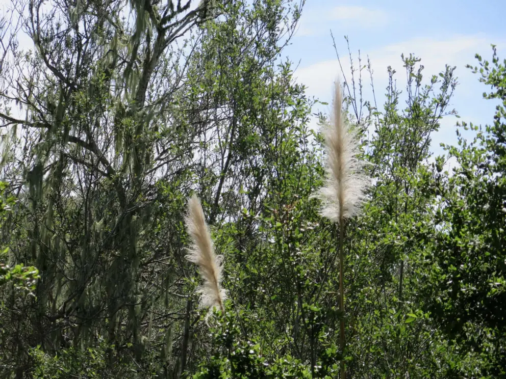 Pampas grass. 