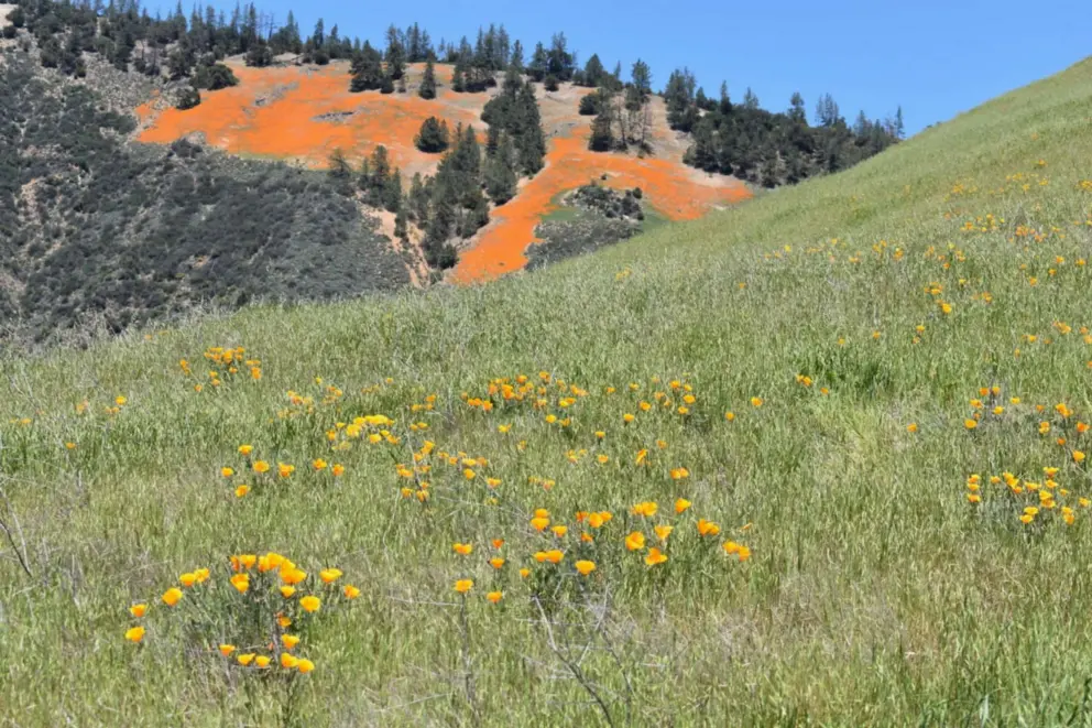 Poppies blanketing the mountain. 