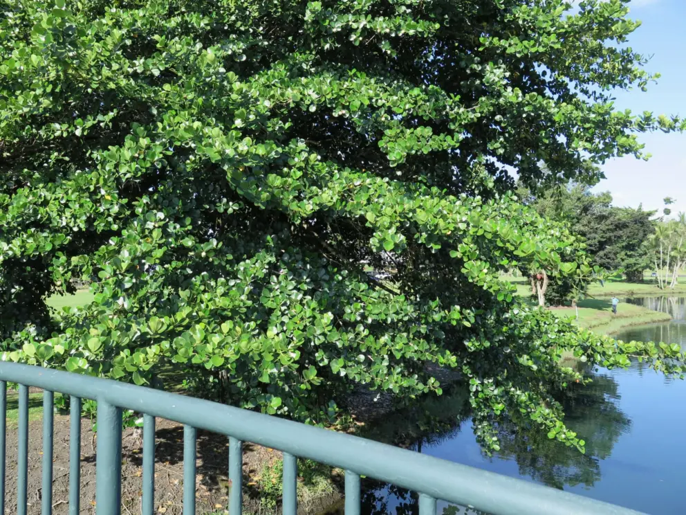 Glossy tree by the bridge. 