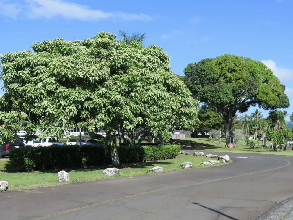 Trees by the road.