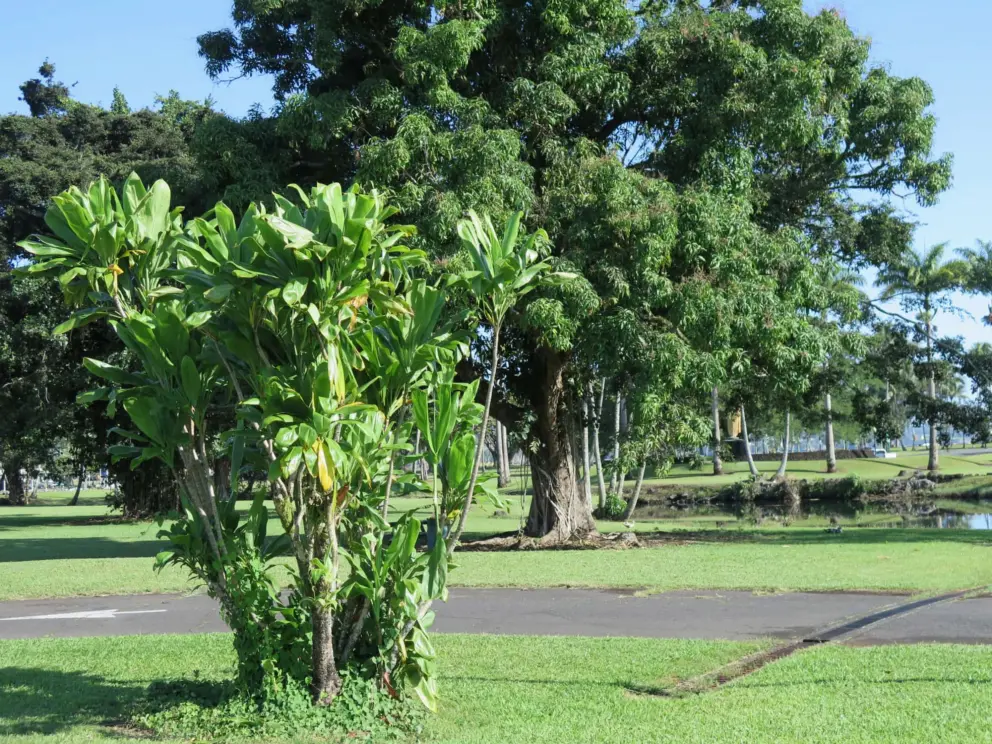 Trees in the park. 