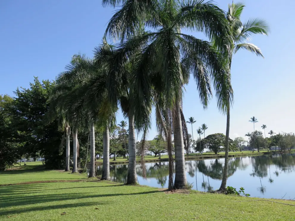 Palms lining the water. 
