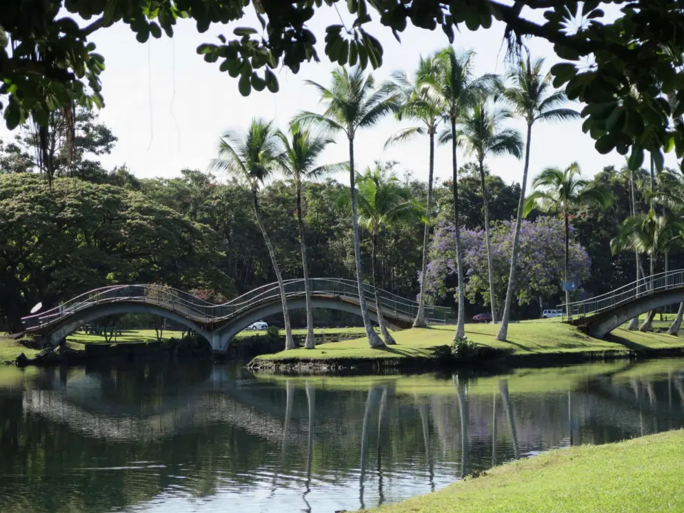 Looking across at the bridges of Wailoa River Park and a blossoming tree in May.