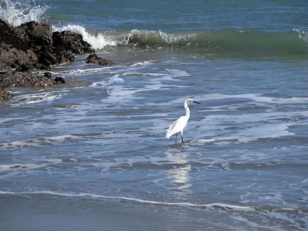 Egret bird in the waves. 