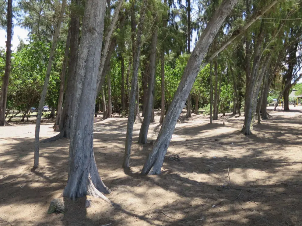 The ironwood forest provides lots of shade, so you can come here at noon!