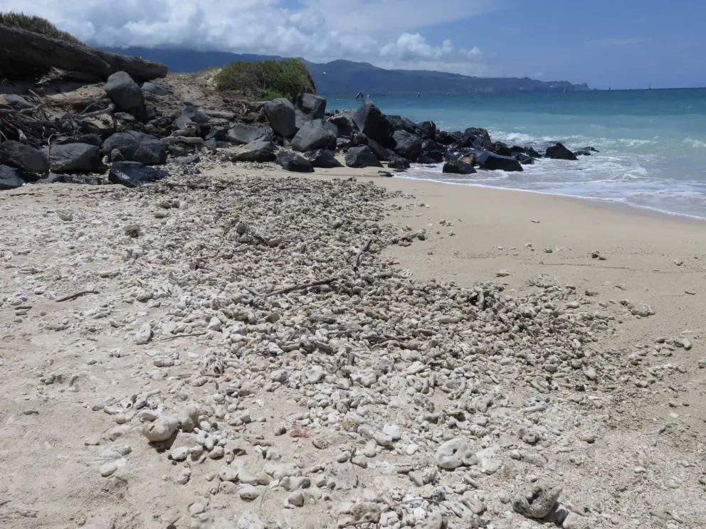 Sand strewn with coral!