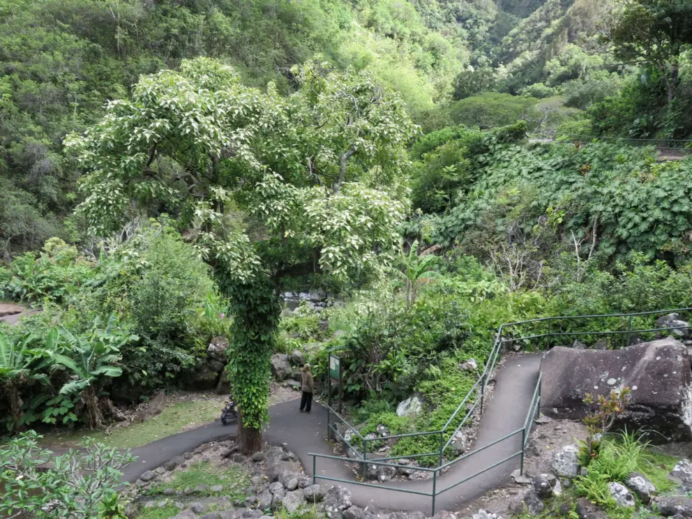 The third path, past trees and Hawaiian plants. 