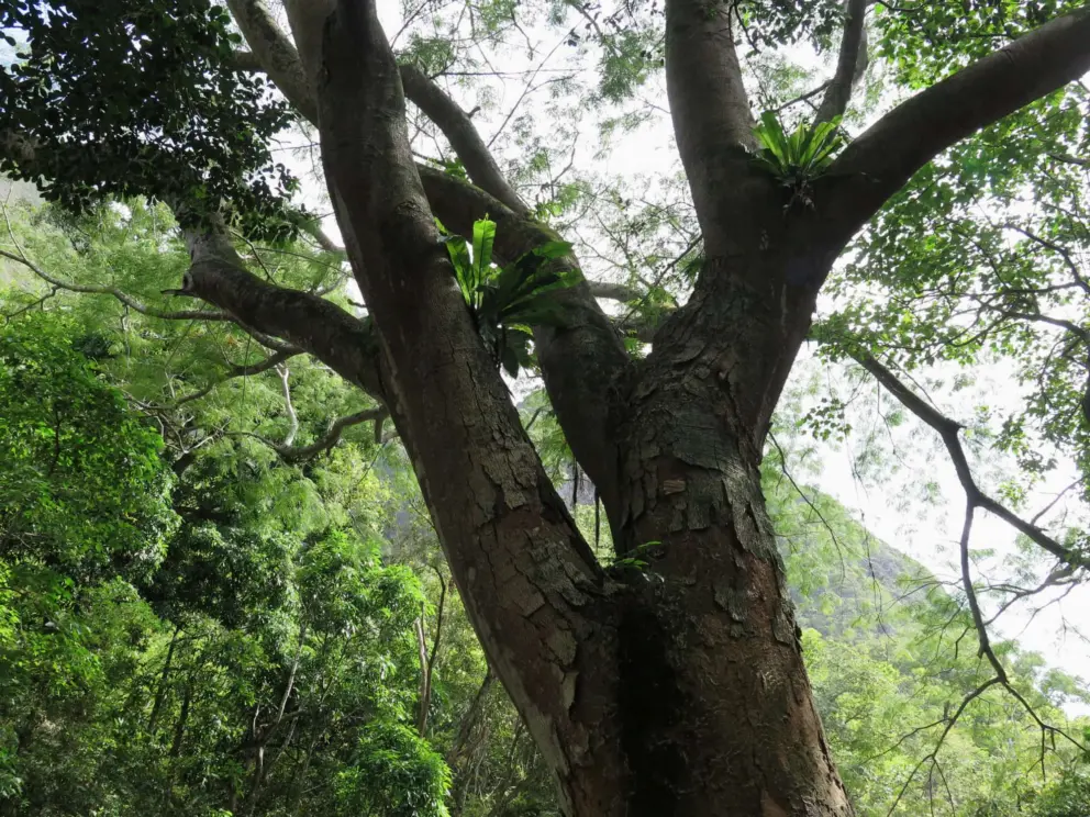A tree I loved in the lower area by the river. 
