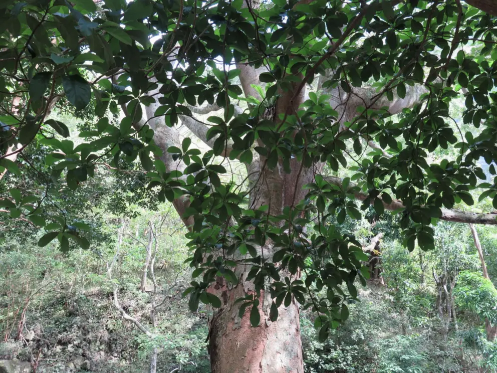 The leaves of the tree. 