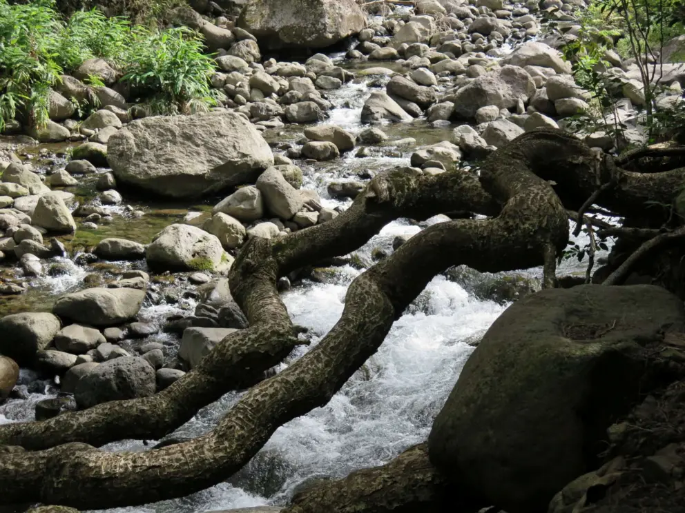 Tree roots over the river, which is strewn with beautiful boulders. 