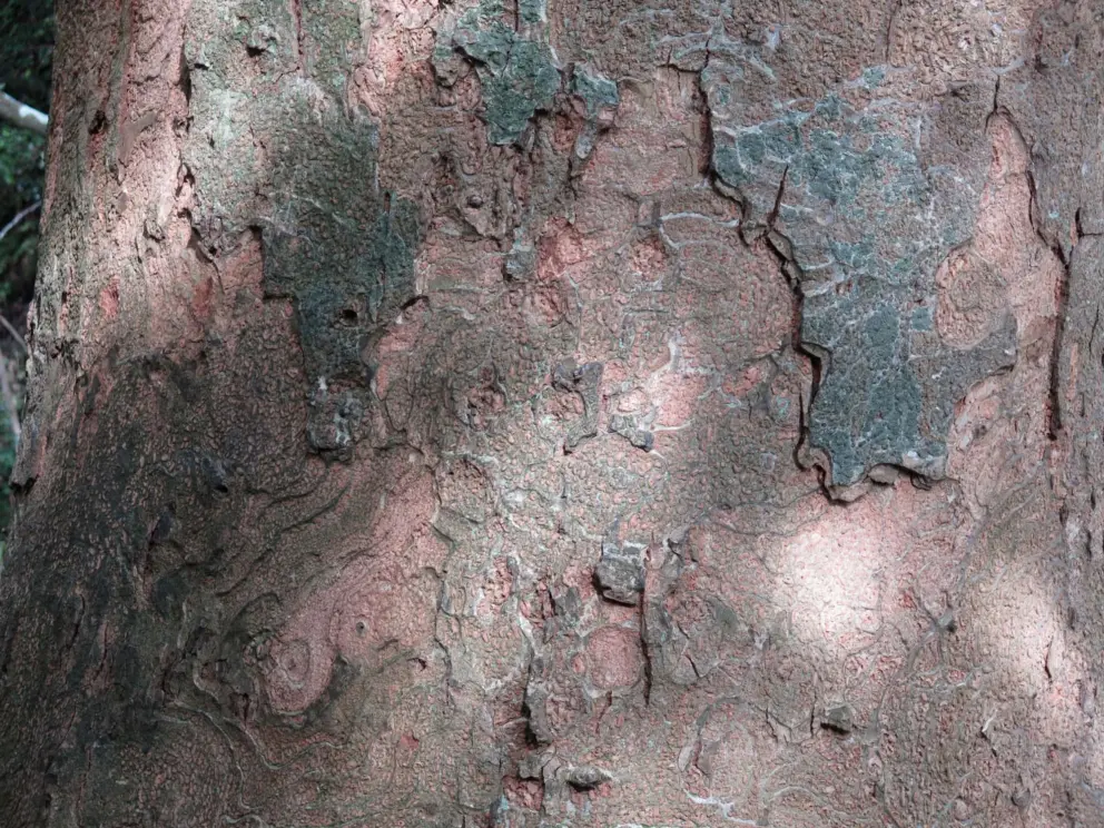 The bark of the tree. 