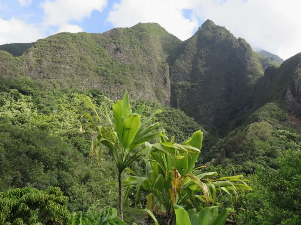 Tropical plant, high mountains, and blue sky. Stunning!