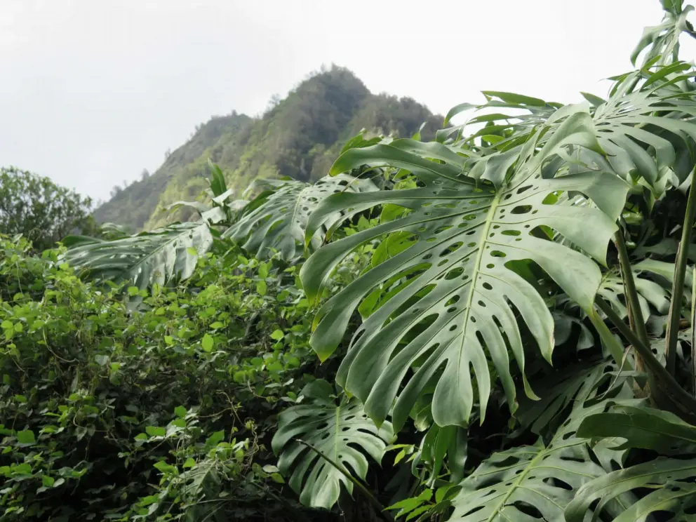 A tropical plant with mountain ridge above it. 
