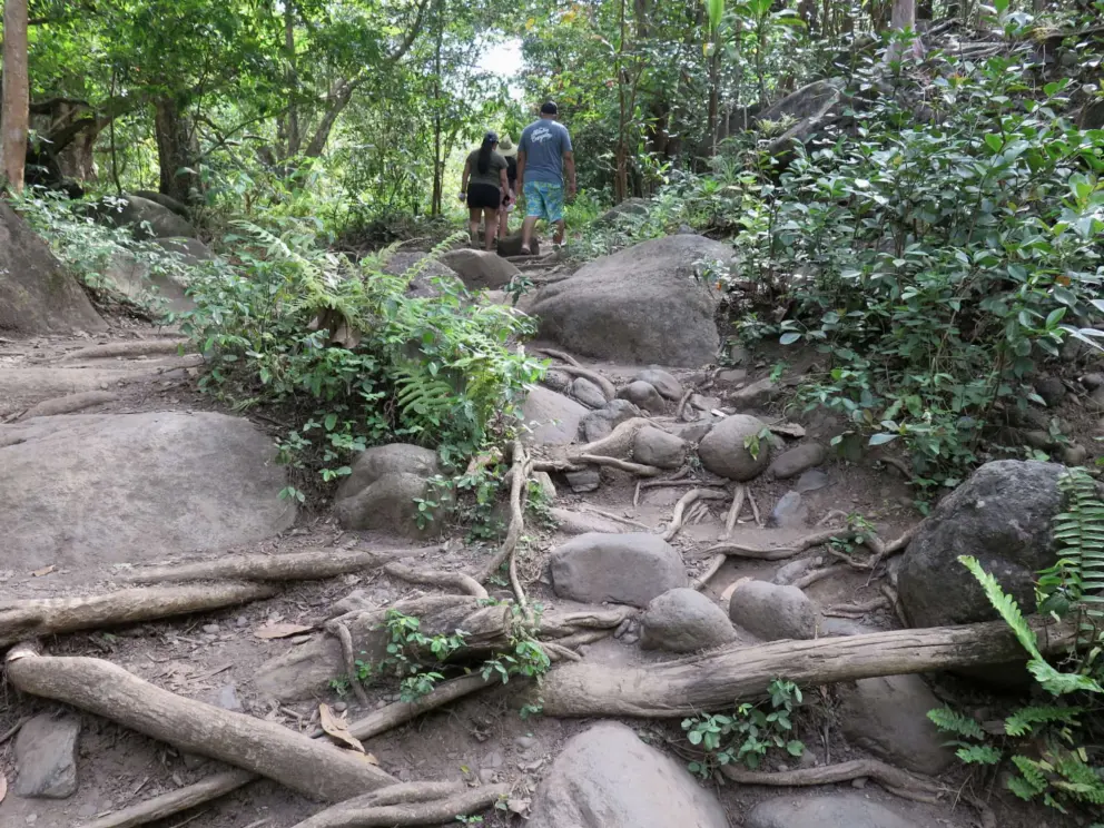 Rocks and tree roots on the lower path. 