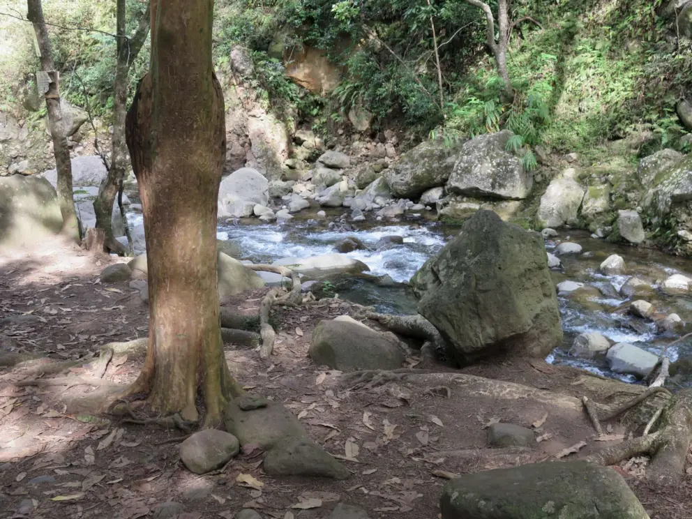 A tree by the river. A peaceful spot.