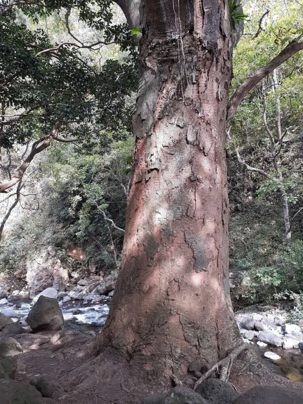 The golden tree I loved. 