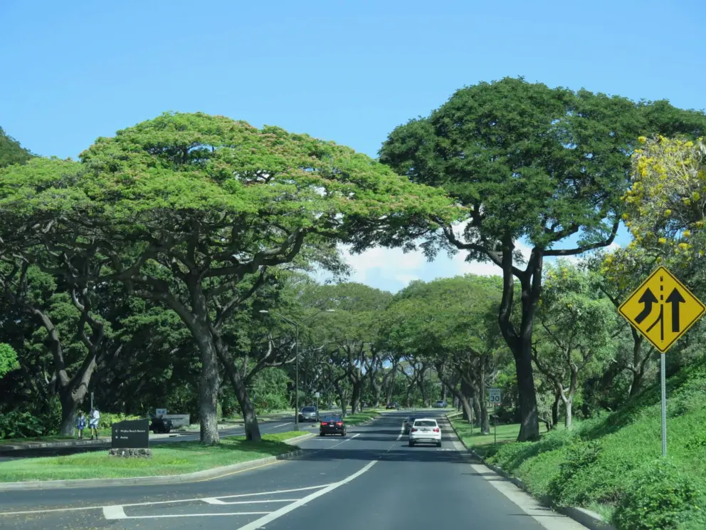 The main road nearby is lined with trees. 