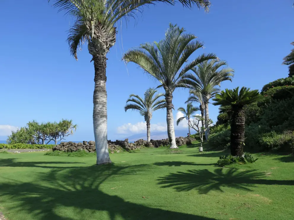 Silvery palms on a lawn beside the path, in front of Wailea Point residences. 