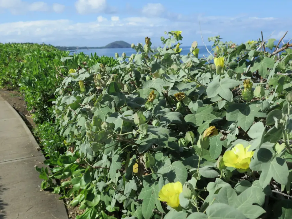 Yellow flowers with the sea and headland behind. 