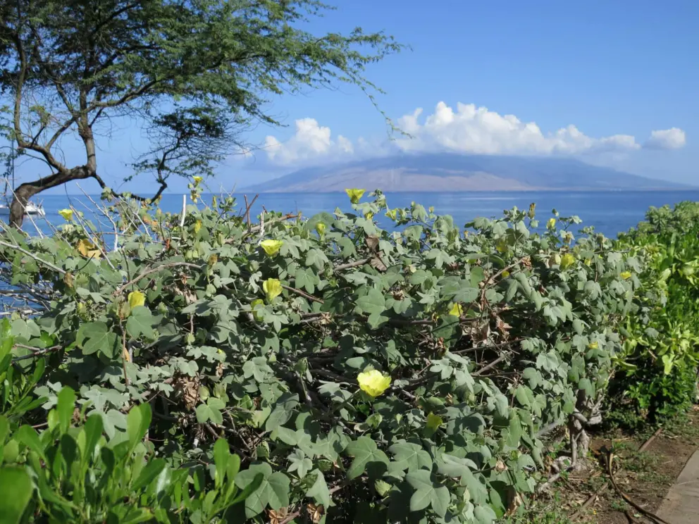 Yellow flowers, sea, island, and perfect little clouds. 