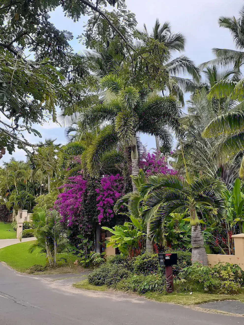 The beautiful landscaping at the fancy houses on Makena Rd, where the beach access is located. 