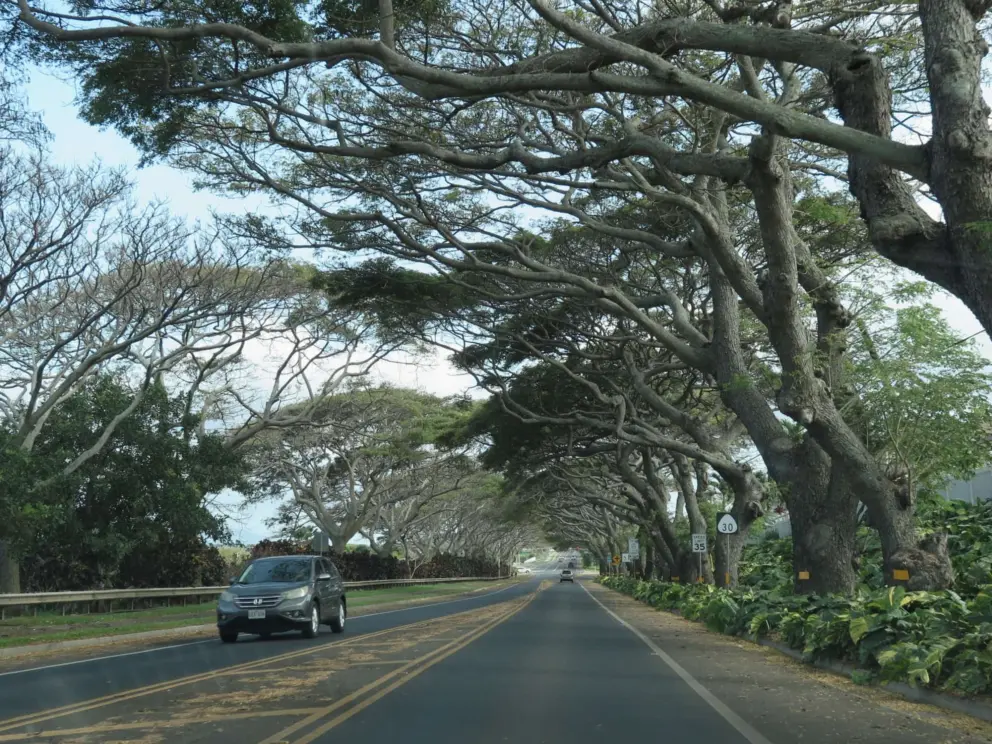 Tunnel of trees on High Street in Wailuku, as you drive south toward Kihei. 