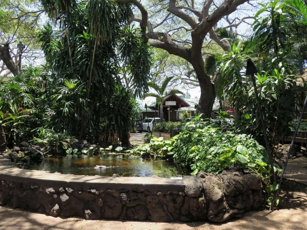 Koi pond and tropical foliage.