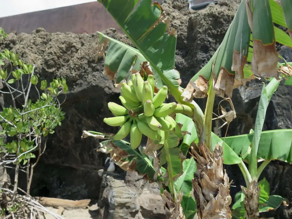 Sugar bananas in a tree. 