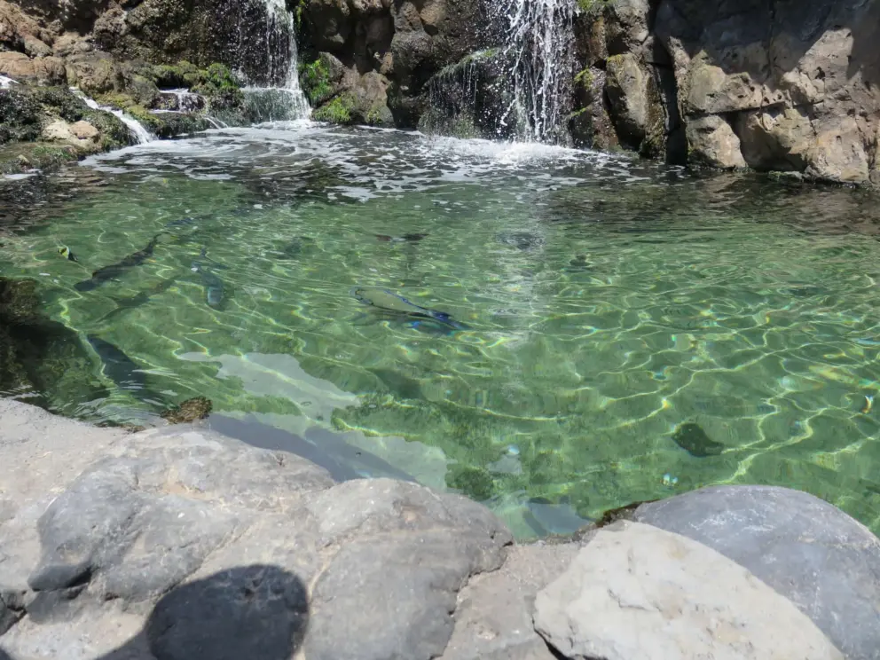 Fish in the pool.