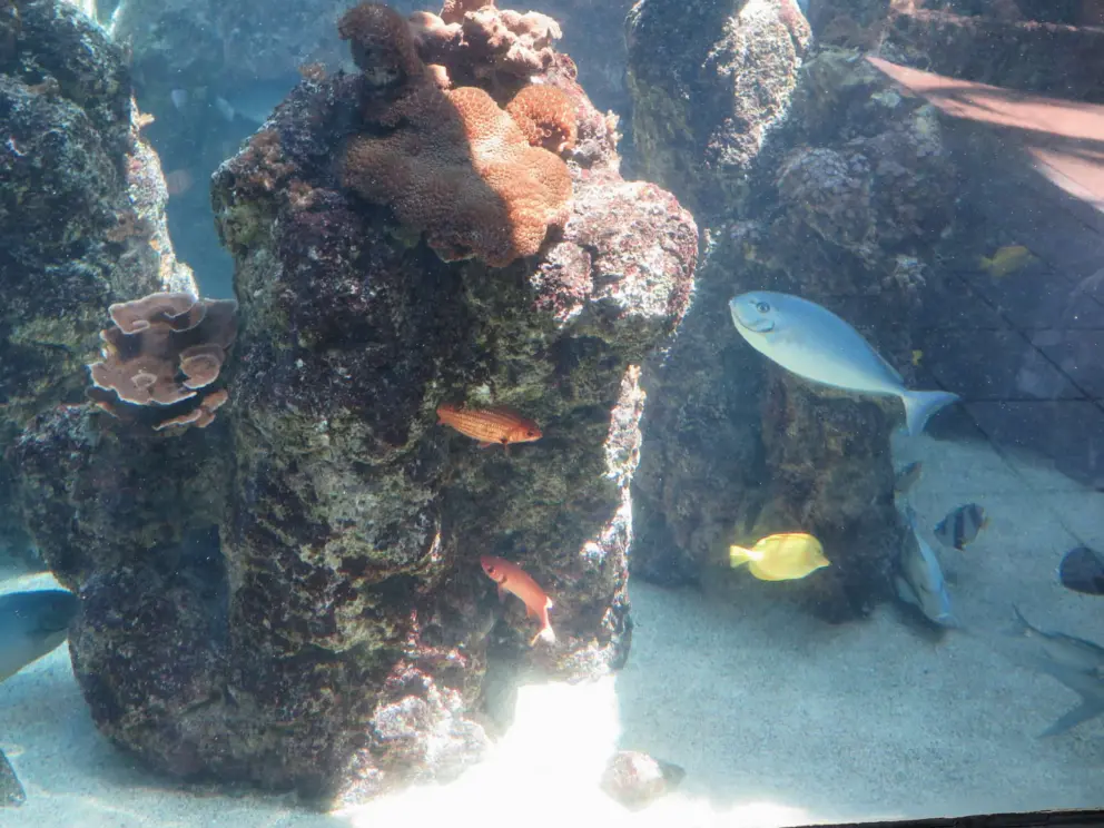 Colorful fish and coral.